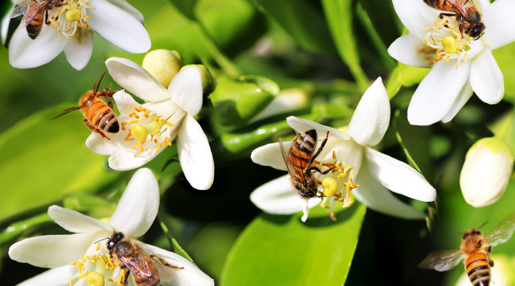 Twenty tips to help bees thrive in your garden