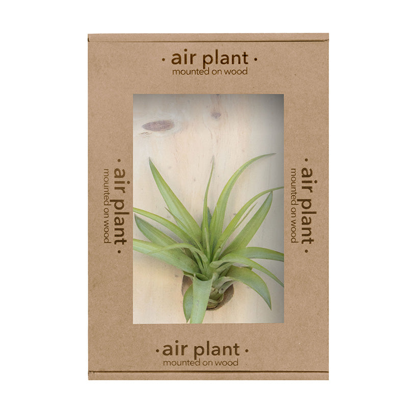 Wood Mounted Air Plant - Tillandsia Multiflora - Sustainable.co.za