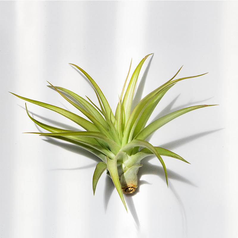 Wood Mounted Air Plant - Tillandsia Multiflora - Sustainable.co.za