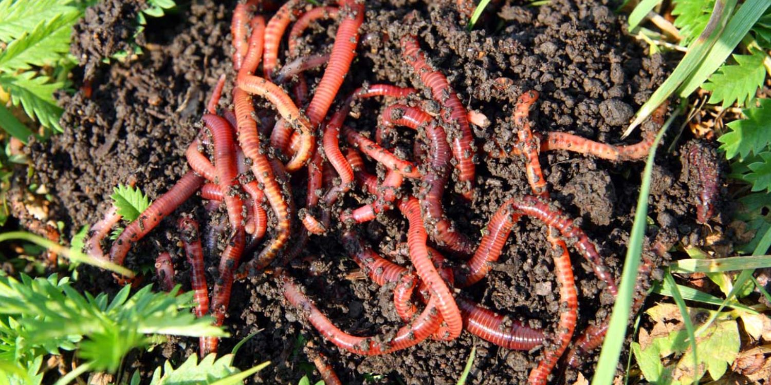 Worm Farming: The Ultimate Guide to Creating Nutrient-Rich Compost