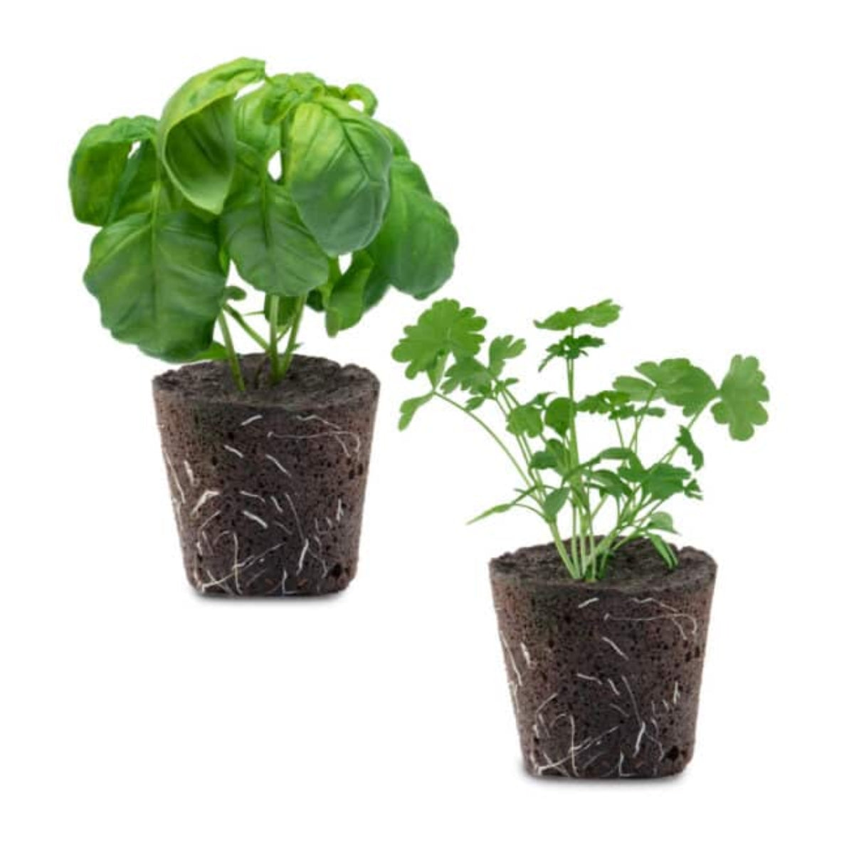 Seed Your Own Plant Pod - Sustainable.co.za