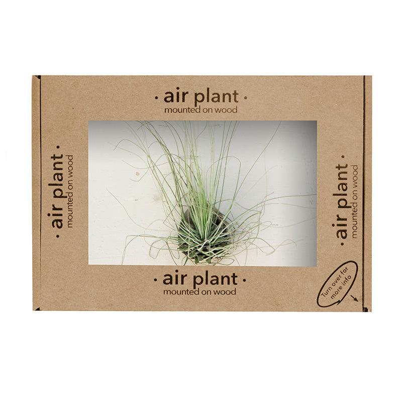 Wood Mounted Air Plant - Argentea - Sustainable.co.za