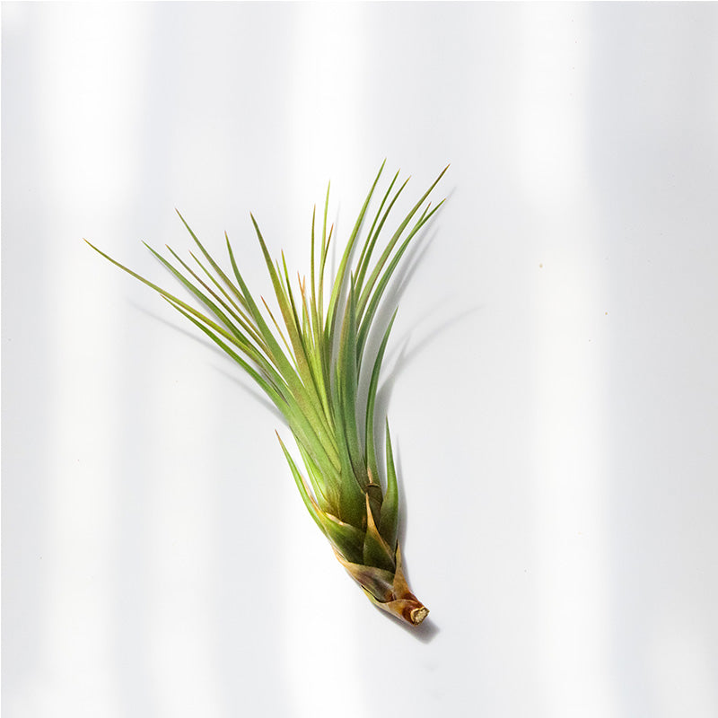 Wood Mounted Air Plant -  Melanocrater - Sustainable.co.za