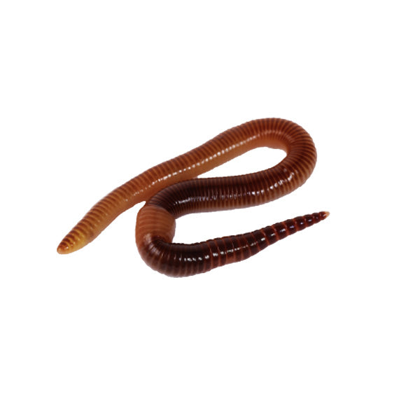 The Worm Oasis Bucket of 500 Worms - Sustainable.co.za